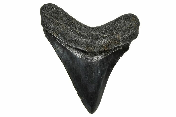 Juvenile Megalodon Tooth - South Carolina #374232